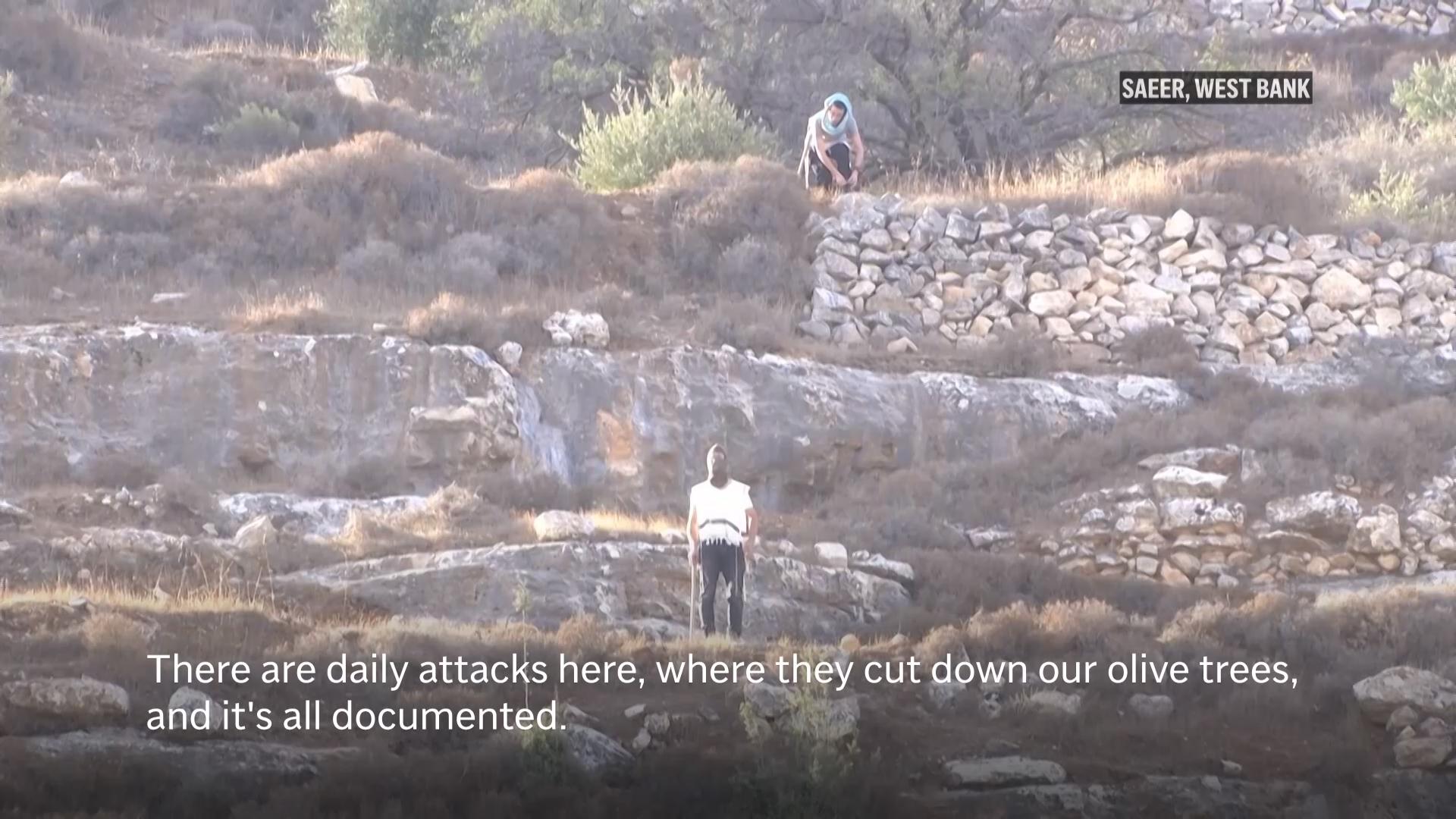 Olive harvest season in West Bank marred by tension between Palestinian farmers and settlers