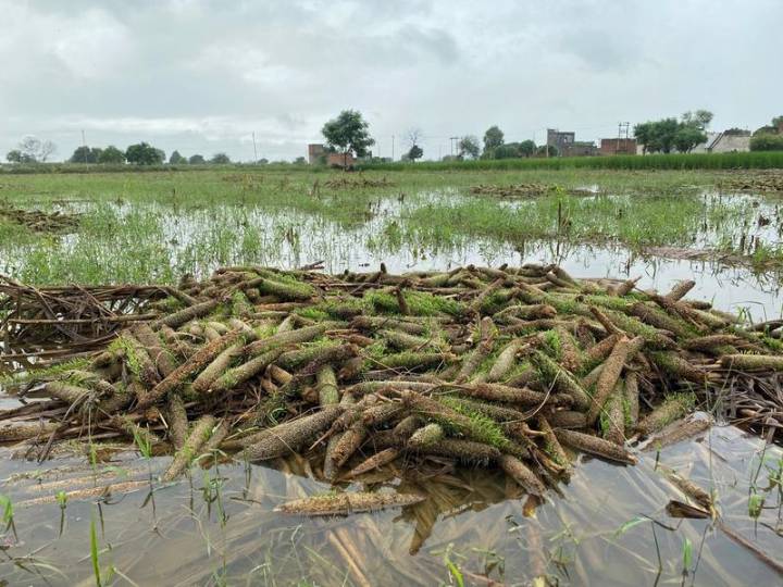 Relief for flood-hit farmers: Haryana Government puts off crop loan repayment