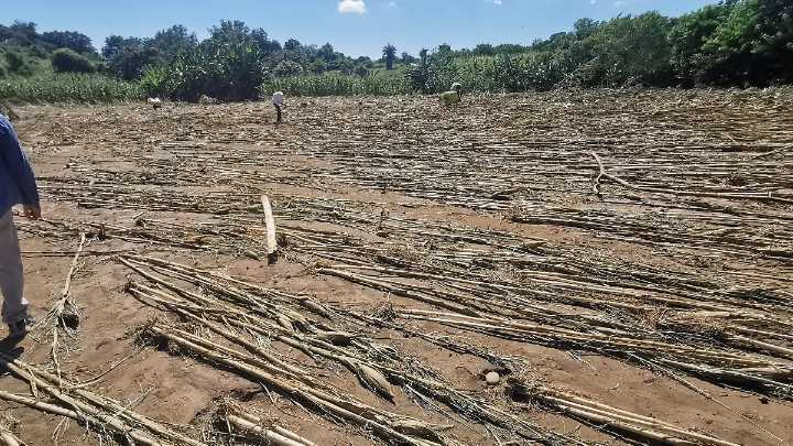 Lluvias en Hidalgo: Aumenta a 70 hectáreas siniestradas por desbordamiento del río en Tamoyon I