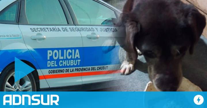 Polémica y violencia en Comodoro: el rescate de un perro que terminó en agresión y denuncias cruzadas