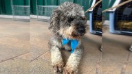 ¡Conmovedor! El milagro que esperaba «mechudo»: en jornada de adopción se reencontró con su familia