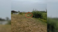 Michigan Rescuers Discover Two Abandoned Souls On A Golf Course And Change Their Fate