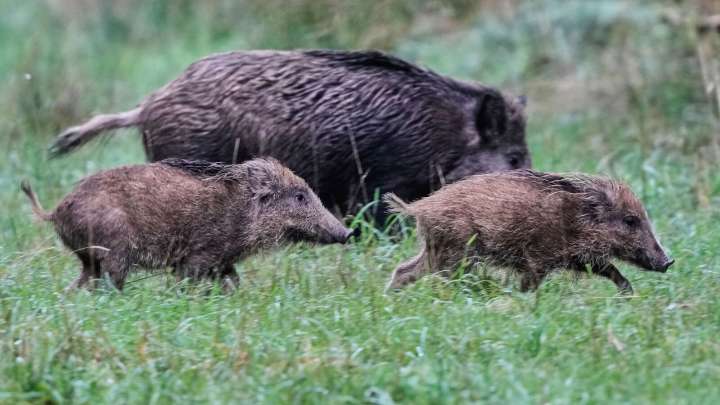 Eat wild boar: Kerala minister sparks row with advice to tackle crop damage