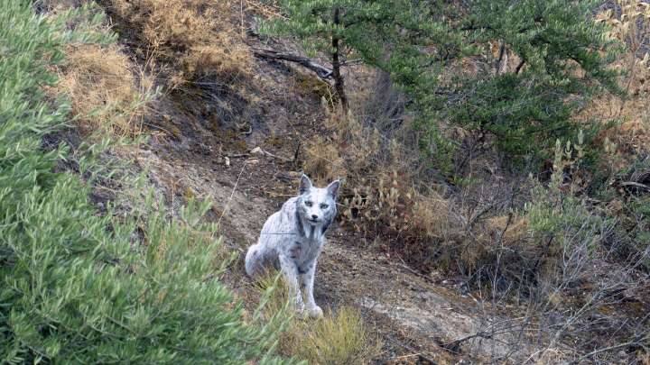 Descubren un lince blanco y se investiga el por qué de su pigmentación