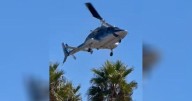 Southern California beachgoers watch helicopter spiral out of control, slam into palms