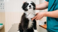 El aterrador peligro que llega a España y puede ser mortal para los perros: el aviso de una veterinaria