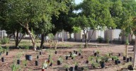 Tienen como meta restaurar cuenca: ¡plantarán más de 40 mil árboles!