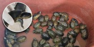 Profepa y FGR aseguran más de 2 mil ejemplares de tortugas en Jalisco