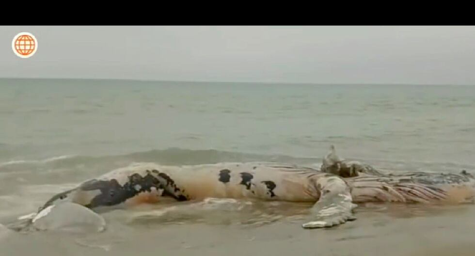 Tumbes: encuentran por tercera vez una ballena varada