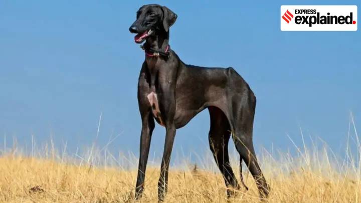 Rampur and Mudhol Hound dog breeds to be inducted by BSF: Everything you need to know