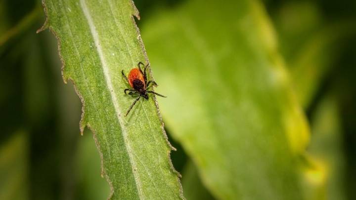Qué plantas hay que tener para estar libre de pulgas y garrapatas