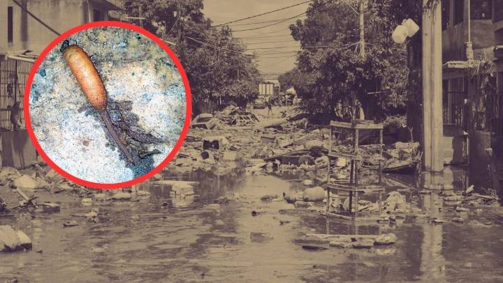 Gusanos cola de rata aparecen en aguas tras inundaciones en Veracruz; ¿cuáles son sus características y cómo afectan a la salud?