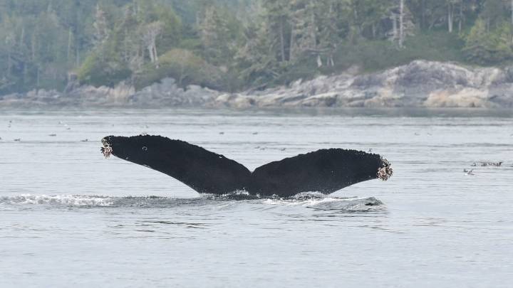 Humpback whale struck by passenger ferry