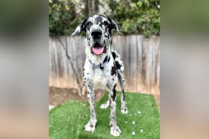 Meet Suddenly Seymour, a big-hearted Great Dane