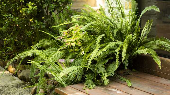 The Best Types Of Ferns To Grow On Your Porch For A Beautiful Plant Display