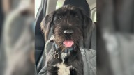 North Carolina Rescue Team Heartbroken Over Dog Surrendered With Wedding Ring Still Around Her Neck