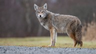 Coyote attacks 9-year-old: Officials