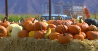Corn maze owners lose nearly full day of business to heavy rain