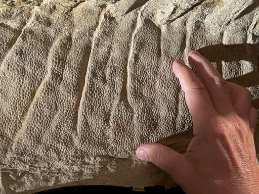 Momias de dinosaurios ayudan a científicos a recrear sus vidas prehistóricas