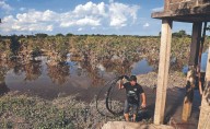 “Jamás se había visto algo así”: lluvias destruyen huertas de naranja en Álamo, Veracruz