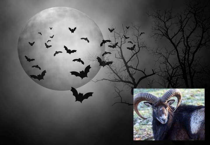 Capricornio: ¿Cómo afecta la Luna en asuntos sentimentales este finde?
