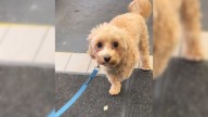 Illinois Dog Pulls Off A Performance So Convincing It Costs His Owner $500
