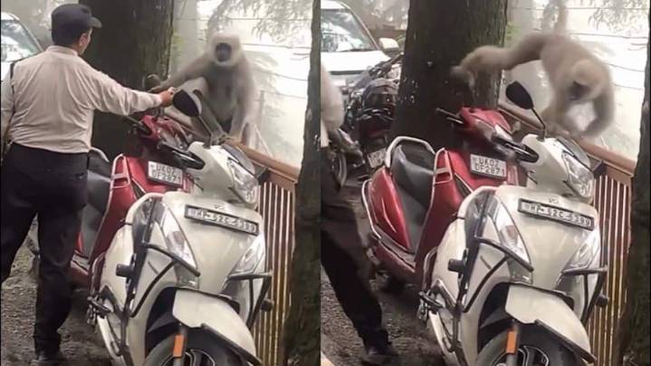 Watch | Langur Faces Off With Guard, Hilarious Chase Video Leaves Internet In Split
