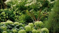 Is it a shrub or a tree? Either way, the Temple of Bloom is attractive