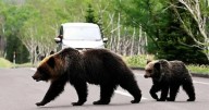 Siete muertos por ataques de osos en lo que va del año