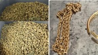 Customs seizes hydroponic weed worth Rs 10.5 crore, Rs 23.5