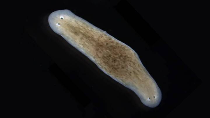 Rare Two-Headed Flatworms Produce Topsy-Turvy Offspring, Scientists Discover