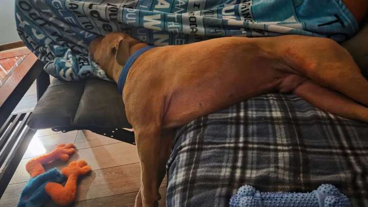 Ohio Shelter Dog Waited 549 Days For A Family Then His First Picture At Home Broke Hearts Online