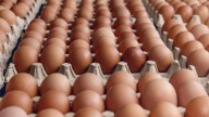 Con el consumo récord de huevos, quieren imponer los "mega maples" (60 en lugar de 30)