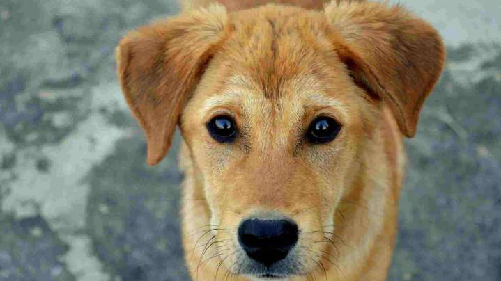 Reportan Presunto Caso de Gusano Barrenador en un Perro Callejero de Las Choapas, Veracruz
