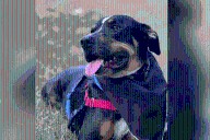 Longview veteran gifted with service dog through Rusk County Pets Alive's program