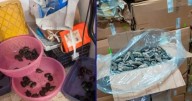 Caballitos de mar lo celebran: Detienen a 3 traficantes de especies marinas protegidas