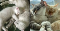 The Best Of ‘Cat Grows’: 70 Adorable Before-And-After Photos Of Cats Growing Up