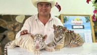 Otra alerta en Xicotepec, escapa tigre del zoológico tras desbordar río San Marcos