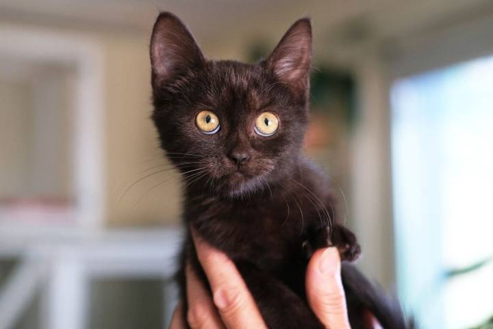 Spanish Town Bans Black Cat Adoptions on Halloween Over Ritual Fears