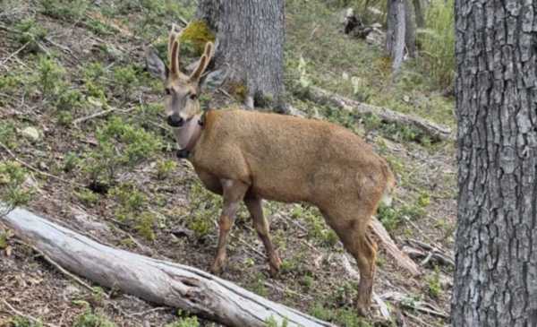 Vuelven a registrar al huemul “Newenche”, con radiocollar, esta vez en el Parque Nacional Nahuel Huapi