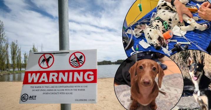Residents afraid Lake Ginninderra is not safe for pets, children