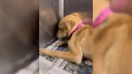 California Rescuers Find Frightened Puppy Trembling Alone In Her Shelter Kennel