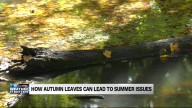 'Too much of a good thing:' How excessive fall leaves can cause summer algae