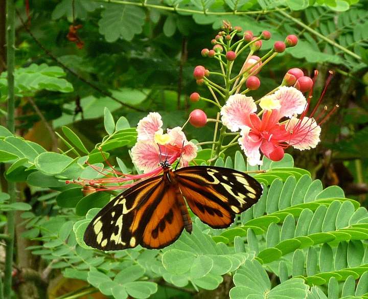 As forests are cut down, butterflies are losing their colours