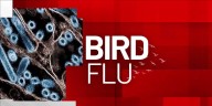 Two new cases of bird flu spotted in Indiana
