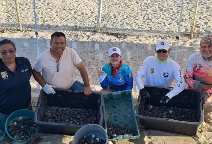 Nacimiento masivo de más de seis mil tortugas marinas en Los Cabos