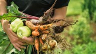 Charlie Albone: Get your vegetable patch back on track even if you’ve started late due to wet weather