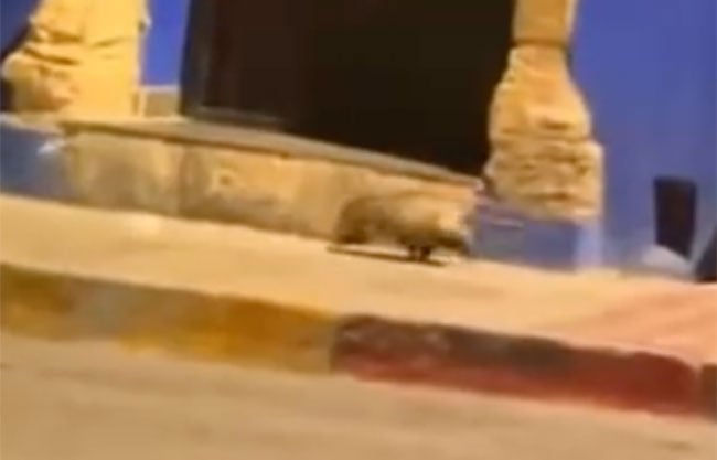 Graban a tlacuache en el Centro de Saltillo; video se viraliza en redes sociales