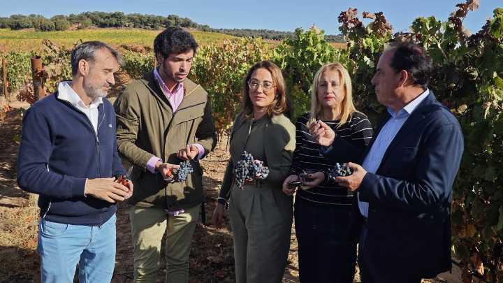 Buena cosecha de uva en Castilla y León con 291 millones de kilos