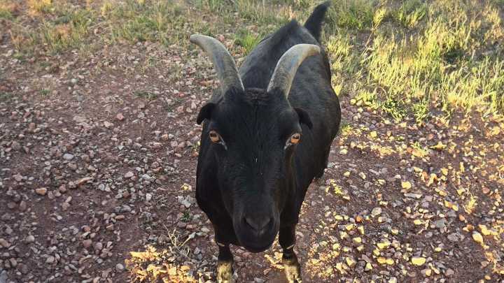 Diablo The ‘Goatalope’ Is Gillette’s Unlikely Local Legend And Social Media Star